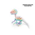 3D εκτυπωμένος σκελετός δεινοσαύρου Velociraptor ουράνιο τόξο για διακόσμηση γραφείου - Πολύχρωμος Σκελετός Δεινοσαύρου (Velociraptor)