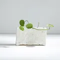 Minimalist white ceramic planter with a unique tree bark texture for indoor plants. - Simple (Small Rectangular Style)