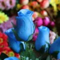 Close-up of blue silk roses with 'I Love You' petal printing for wedding decoration - Blue