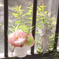 Close-up of artificial pink peony potted plant decoration on a bright sunny windowsill - Peony Style / Peony Pink