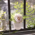 Macro detail of artificial white peony potted plant on window sill for home decor - Peony Style / White Peony