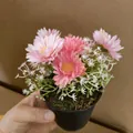 Decorative artificial pink daisy potted plant for home or office desk centerpiece - Daisy Pink