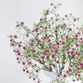 Primer plano de flores de gypsophila artificiales rosadas y blancas para decoración - Rosa rojo