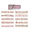 Set di adesivi decorativi vintage con fiori e farfalle per scrapbooking in rosa tenue - Maniero Segreto / Confezione da 20 Fogli