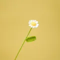 Handcrafted crochet daisy flower gift with white petals and a bright yellow center - Daisy / Single Branch (Approx. 30cm) / White