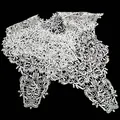 Elegant white lace hollow embroidered detachable collar shawl with intricate floral patterns - Tops / White