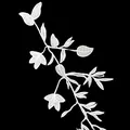 Macro view of white floral lace embroidery showing fine vine and leaf textures on black. - White