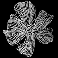Dettaglio macro intricato di una toppa a fiori in pizzo ricamato bianco elegante - Fiore / Bianco