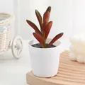 Plante grasse artificielle en pot blanc décoration intérieure bureau salon cadeau verdure - Style 2