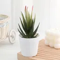 Plante succulente artificielle en pot blanc, belle verdure pour la belle décoration intérieure. - Style 3