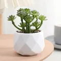 Belle plante succulente artificielle dans un pot en céramique géométrique blanche. - Style Floqué 4