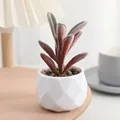 Plante succulente artificielle en pot céramique géométrique blanc pour déco bureau détail - Style Floqué 2