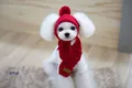Red knitted pet hat and scarf set for small dogs or cats - S / Red