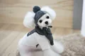 Cozy grey knitted pet hat and scarf set for small dogs in stylish winter outfits - Gray