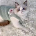 Cute green fleece vest for cats and dogs in winter - XS (0.5-1kg) / Green