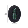 3D vintage resin insect relief wall hanging with green beetle on black base, 20x15cm - Ground Beetle (Oval) / Rainbow