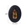 Vintage beetle resin relief wall hanging ornament, 3D insect wall decor in metallic bronze finish - Elephant Weevil (Oval) / Rainbow