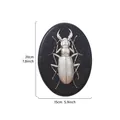 Vintage silver beetle resin wall relief decoration with 20x15cm size markings - Ground Beetle (Oval) / Silver