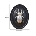 Vintage silver beetle 3D relief wall decor in oval black resin frame, 22x17cm - Leaf Beetle (Double Circle) / Silver
