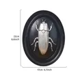 Vintage silver 3D beetle wall hanging art in black oval resin frame, size 22x17cm - Starry Sky Beetle (Double Circle) / Silver