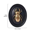 Vintage golden beetle relief wall decor on black oval plaque, dimensions 22x17cm. - Leaf Beetle (Double Circle) / Gold