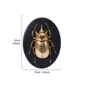 Vintage golden beetle resin wall relief hanging decoration with 20cm x 15cm dimensions - Elephant Weevil (Oval) / Gold
