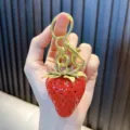 Detailed 3D red resin strawberry keychain featuring a golden metal clasp for bags - Medium Red Strawberry (Keychain) / Red