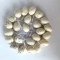 Cream speckled Easter eggs with white hanging ribbons arranged in a circular layout - Style D / 24 Count (4cm)