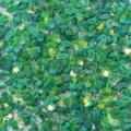 Mélange de tranches de pâte polymère vertes, grenouilles, feuilles et strass pour DIY - Style A Grenouille Feuille d'Érable (ZL53) / Paquet de 10g