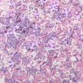 Confettis en pâte polymère rose et violet avec formes de coquillages et perles pour DIY - Style B Coquillage (ZL53) / Paquet de 10g