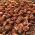 Bulk natural dried reddish-brown larch pine cones for Christmas DIY crafts and rustic home decor. - Larch / 2-3cm