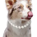 Nahaufnahme einer eleganten weißen Perlenkette für Hunde vor einem weißen Hintergrund. - Reguläre Passform / 20cm / Perlweiß