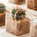 Gedetailleerd overzicht van een vierkante glazen pot van borosilicaat met cactus - Vierkante Fles Stijl / 10x10cm