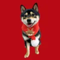 Festlicher roter Strickschal für Haustiere mit Rentierdekor und Bommel für Hunde - Rotes Reh / M (45cm*5cm)
