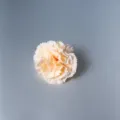 Detailopname van een crèmekleurige kunstmatige anjerbloemkop met geplooide bloembladen - Donker champagne