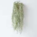 Close-up of lifelike artificial Spanish moss hanging vine for home wall decor - Light Green