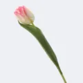Artificial real-touch tulip in pink and white gradient for elegant home decoration - Pink & Green