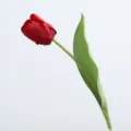 Premium single stem red real-touch artificial tulip for elegant home floral decoration - Red