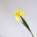 Yellow artificial iris flower variant simulation plant stem for home decor floral arrangement - Yellow