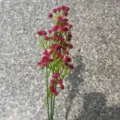 Ramo de flores de paniculata artificial roja para bodas y decoración del hogar - Rosa rojo