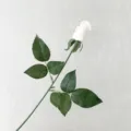 Single artificial white rose bud with realistic green leaves for wedding decor - White