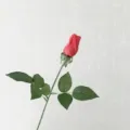 Single stem artificial moisturizing rose flower for wedding decoration and home decor - Red