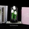 Dôme en verre tulipe veilleuse fleur artificielle boîte à musique cadeau déco. - Boîte à musique tulipe rotative (Blanc avec lumière)