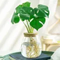 Jarrón de cristal transparente para plantas hidropónicas con tapa de corcho decorativa - Estilo Grande (Con Corcho Perforado)