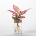 Elegante jarrón hidropónico de cristal con base de montaña y tapón de corcho natural - Jarrón Paisaje de Montaña (6.5x13cm)