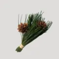 Gros plan détail d'un bouquet de pommes de pin et d'aiguilles de pin naturelles. - Herbe verte et pommes de pin