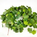 Artificial ginkgo leaf vine for spring home decoration, wall hanging and party DIY setup. - Green