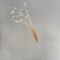 Close-up detail van kunstmatig veergras tak, delicate witte uiteinden en slanke stengels. - Gradiënt Oranje