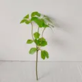 Branche de plante verte artificielle fausses feuilles arrangement floral décoratif pour maison. - Green Alocasia Leaf