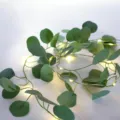 Guirlande d'eucalyptus artificielle avec guirlande LED blanc chaud pour la décoration - Liane d'Eucalyptus Avec Lumières